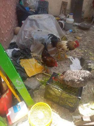 خروس محلی اذانگو و مرغ گیر در گروه خرید و فروش ورزش فرهنگ فراغت در خراسان رضوی در شیپور-عکس1