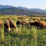 چوپانی ونگهداری از 50 راس گوسفند