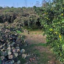 فروش 6000 متر باغ کیوی در مزرک