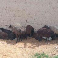 16 گوسفند ویک گوسفند نر و12 بره برای فروش