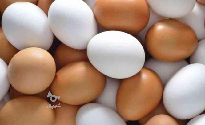 تخم مرغ محلی تازه و سالم در گروه خرید و فروش خدمات و کسب و کار در گلستان در شیپور-عکس1