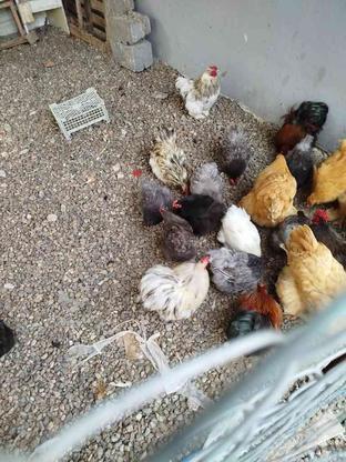 مرغ و خروس کوشین وبرهما جفتی در گروه خرید و فروش ورزش فرهنگ فراغت در مازندران در شیپور-عکس1