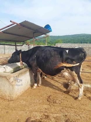 گاو شیری 5 ماه ابستن در گروه خرید و فروش ورزش فرهنگ فراغت در مازندران در شیپور-عکس1