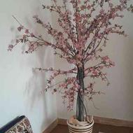 درخت شکوفه بسیارخوشگل