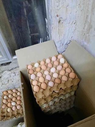 تخم مرغ محلی خوراکی در گروه خرید و فروش خدمات و کسب و کار در اردبیل در شیپور-عکس1