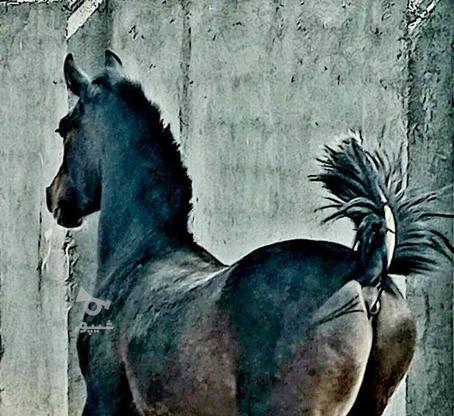 شجره دار با مدرک / اسب در گروه خرید و فروش ورزش فرهنگ فراغت در کرمان در شیپور-عکس1