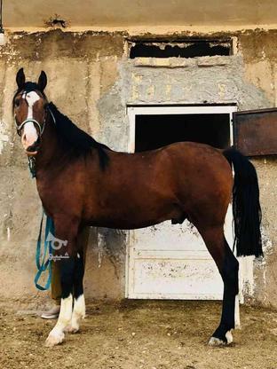 اسب درشور اصیل در گروه خرید و فروش ورزش فرهنگ فراغت در فارس در شیپور-عکس1