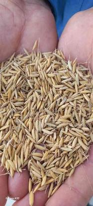 فروش بذر برنج هاشمی درجه یک در گروه خرید و فروش خدمات و کسب و کار در اردبیل در شیپور-عکس1