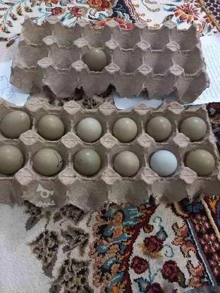 تخم نطفه دار در گروه خرید و فروش ورزش فرهنگ فراغت در گلستان در شیپور-عکس1
