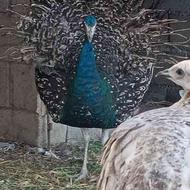 طاووس مصری دستی