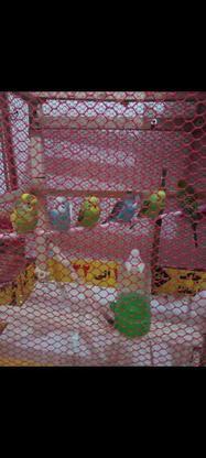 فروش دو جفت مرغ عشق در گروه خرید و فروش ورزش فرهنگ فراغت در مازندران در شیپور-عکس1