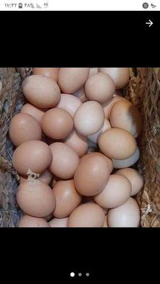 تخم مرغ محلی در گروه خرید و فروش ورزش فرهنگ فراغت در مازندران در شیپور-عکس1