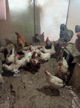 خریدوفروش انواع مرغ وخروس وجوجه کشاورزی وغیره در گروه خرید و فروش ورزش فرهنگ فراغت در کردستان در شیپور-عکس1