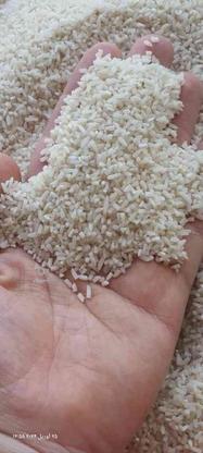 برنج لاشه صدری(دم سیاه) در گروه خرید و فروش خدمات و کسب و کار در گیلان در شیپور-عکس1