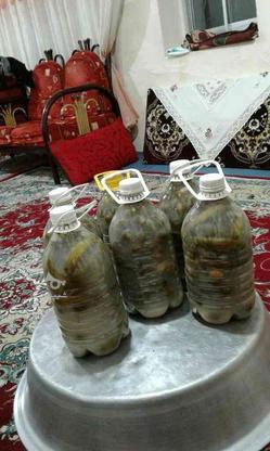 6تا بطری خیار شور خونگی خوشمزه در گروه خرید و فروش خدمات و کسب و کار در قزوین در شیپور-عکس1