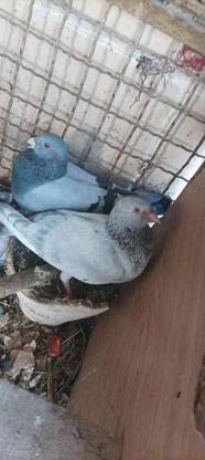 کبوتر پلاکی در گروه خرید و فروش ورزش فرهنگ فراغت در خراسان رضوی در شیپور-عکس1