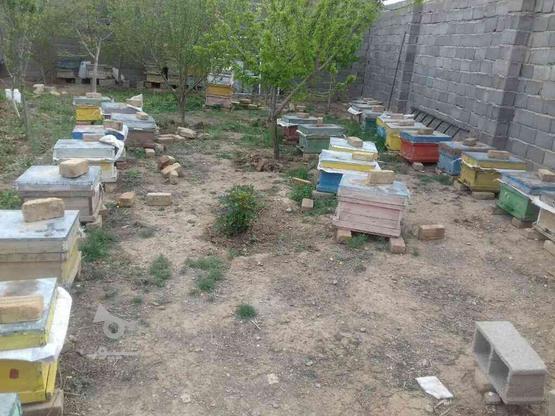 زنبور عسل بومی در گروه خرید و فروش صنعتی، اداری و تجاری در زنجان در شیپور-عکس1