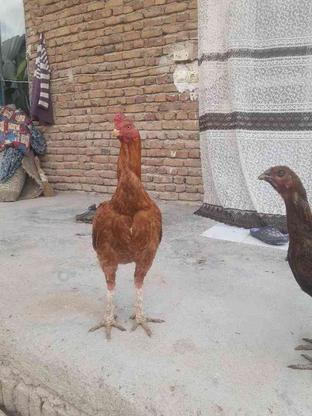 مرغ و خروس لاری در گروه خرید و فروش ورزش فرهنگ فراغت در آذربایجان شرقی در شیپور-عکس1