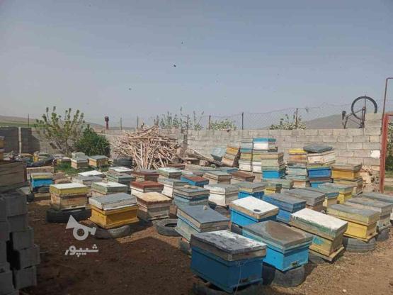 فروش زنبور در گروه خرید و فروش ورزش فرهنگ فراغت در آذربایجان شرقی در شیپور-عکس1