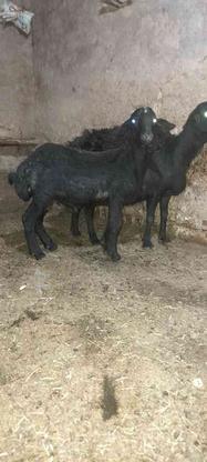دو عدد گوسفند چاق چله در گروه خرید و فروش ورزش فرهنگ فراغت در زنجان در شیپور-عکس1