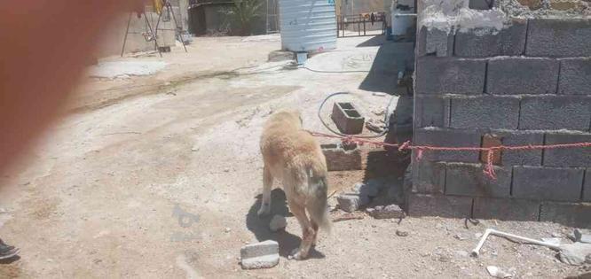 واگذاری سگ گله بزرگ عالی در گروه خرید و فروش ورزش فرهنگ فراغت در فارس در شیپور-عکس1