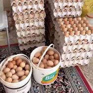 تخم مرغ ارگانیگ با سلنیوم غنی شده