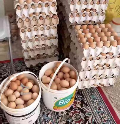 تخم مرغ ارگانیگ با سلنیوم غنی شده در گروه خرید و فروش خدمات و کسب و کار در مازندران در شیپور-عکس1