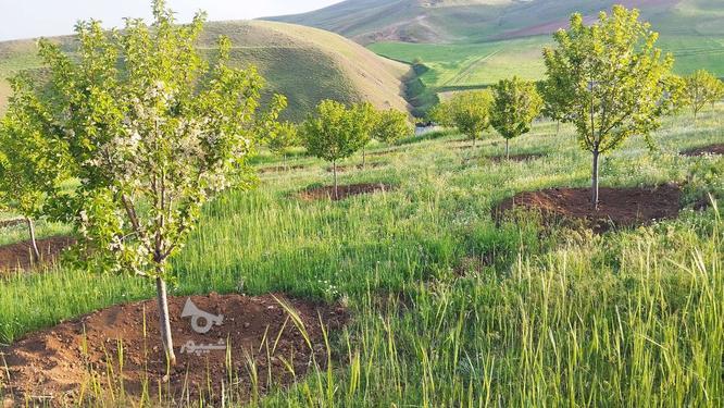 فروش باغ 4 ساله دلنشین در گروه خرید و فروش املاک در آذربایجان غربی در شیپور-عکس1