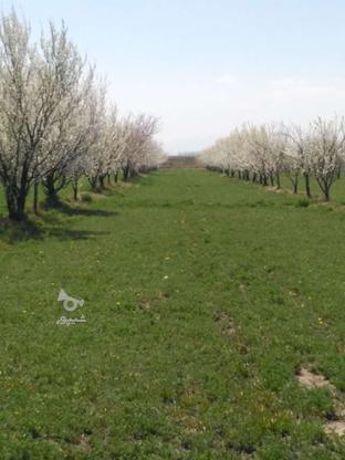 فروش زمین کشاورزی بر جاده گوگ تپه در گروه خرید و فروش املاک در آذربایجان غربی در شیپور-عکس1