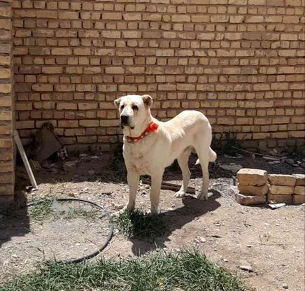 سگ گم شده است در گروه خرید و فروش خدمات و کسب و کار در اصفهان در شیپور-عکس1