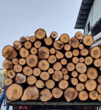 خرید انواع چوب های تو باغی مرکبات وسیاه ریشه در گروه خرید و فروش خدمات و کسب و کار در مازندران در شیپور-عکس1