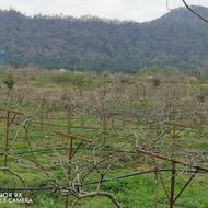3000 متر زمین باغ کیوی داخل طرح در کوهستان بالا