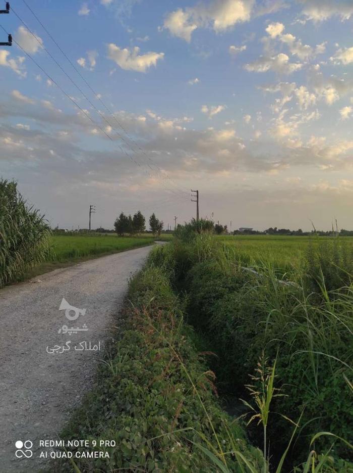 فروش زمین کشاورزی 400 متر در تازه آباد در گروه خرید و فروش املاک در مازندران در شیپور-عکس1