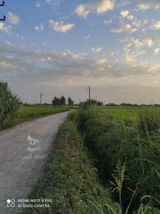 400 متر کشاورزی مناسب باغ بهمراه برق در گروه خرید و فروش املاک در مازندران در شیپور-عکس1