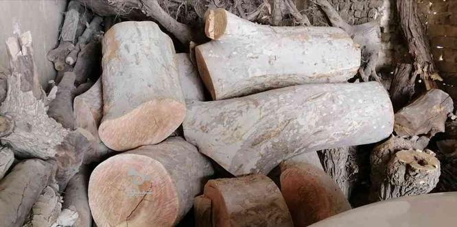چوب چنار خشک در گروه خرید و فروش صنعتی، اداری و تجاری در خراسان رضوی در شیپور-عکس1