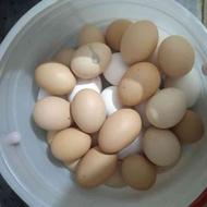 تخم مرغ محلی نطفه دار