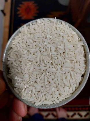 برنج هاشمی سورتینگ دوالکه... در گروه خرید و فروش خدمات و کسب و کار در گیلان در شیپور-عکس1