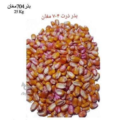 بذر ذرت 704 دشت مغان در گروه خرید و فروش صنعتی، اداری و تجاری در تهران در شیپور-عکس1