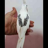 خریدار طوطی عروس تازه دونخور دوکت مطابق عکس