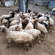 تعداد بیست و سه راس گوسفند نر یکساله