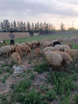 فروش 20راس گوسفند داشتی در گروه خرید و فروش ورزش فرهنگ فراغت در خراسان شمالی در شیپور-عکس1