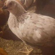 نیمچه مرغ و خروس گلپایگان سه ماه 15 روزه