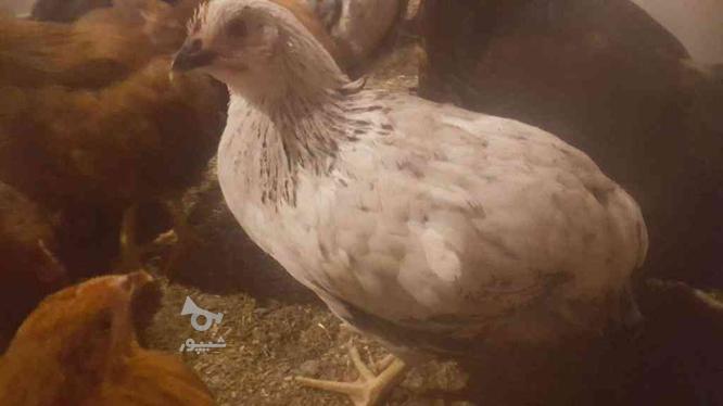 نیمچه مرغ و خروس گلپایگان میکس با لوهمن تقریبا چهارماهه در گروه خرید و فروش ورزش فرهنگ فراغت در گیلان در شیپور-عکس1