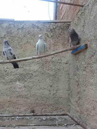 کبوترهای پرشی سالم وباِلغ در گروه خرید و فروش ورزش فرهنگ فراغت در مازندران در شیپور-عکس1