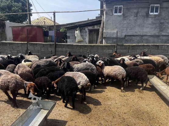 گوسفند افشاری جنس دار بره دار در گروه خرید و فروش ورزش فرهنگ فراغت در مازندران در شیپور-عکس1