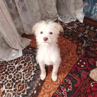 واگذاری سگ اشپیتزسالم وسرحال هس داکس زده شده