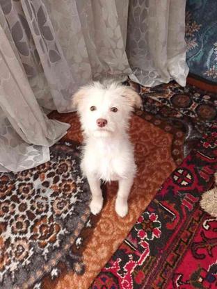 واگذاری سگ اشپیتزسالم وسرحال هس واکسن زده شده در گروه خرید و فروش ورزش فرهنگ فراغت در آذربایجان شرقی در شیپور-عکس1