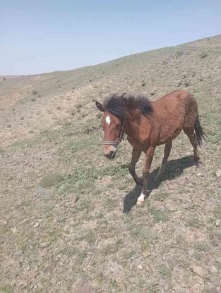 کره اسب یورقه چشم آبی بفروش میرسد در گروه خرید و فروش ورزش فرهنگ فراغت در آذربایجان شرقی در شیپور-عکس1