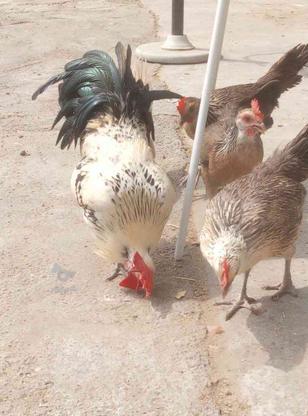 مرغ و خروس زینتی و کبوتر پرشی در گروه خرید و فروش ورزش فرهنگ فراغت در مازندران در شیپور-عکس1