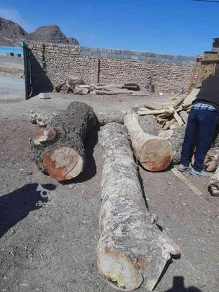 1/5 طن چوب نجاری چنار وبلوط در گروه خرید و فروش صنعتی، اداری و تجاری در یزد در شیپور-عکس1